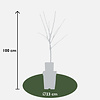 BIO Appelboom Malus Elstar