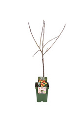 BIO Appelboom Malus Jonagold