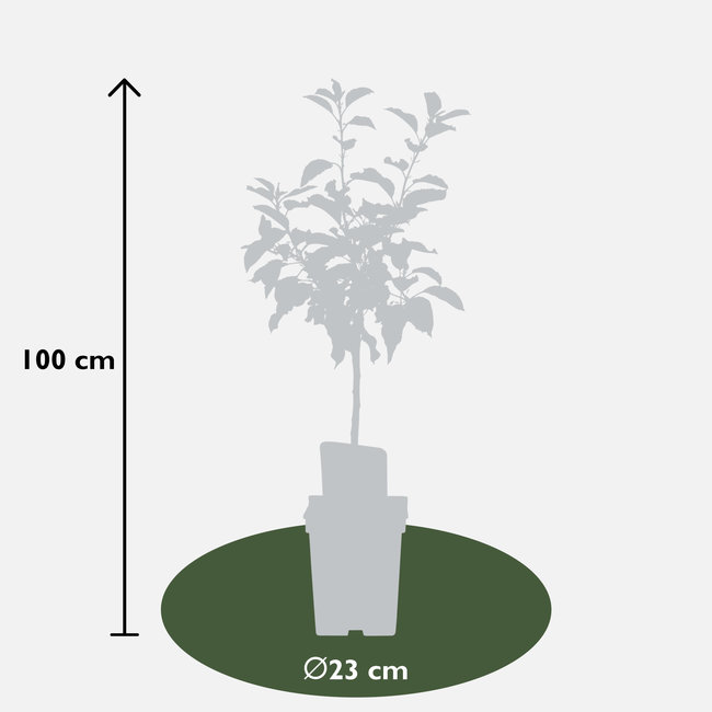 BIO Appelboom Malus Jonagold