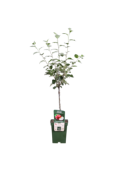 BIO Appelboom Malus Rode Boskoop