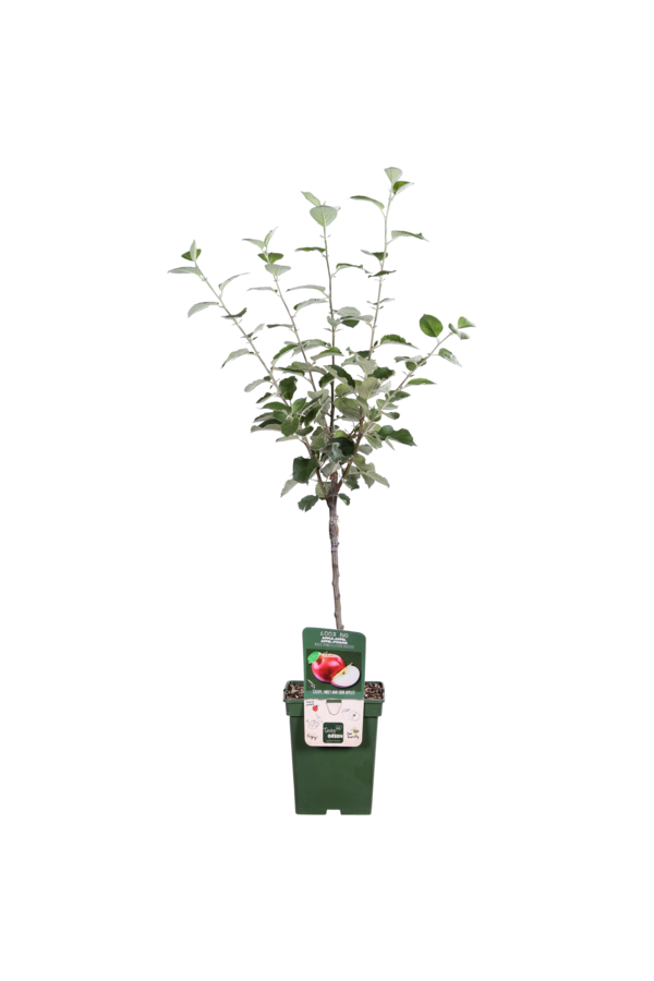 BIO Appelboom Malus Rode Boskoop