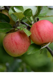 BIO Appelboom Malus Rode Boskoop