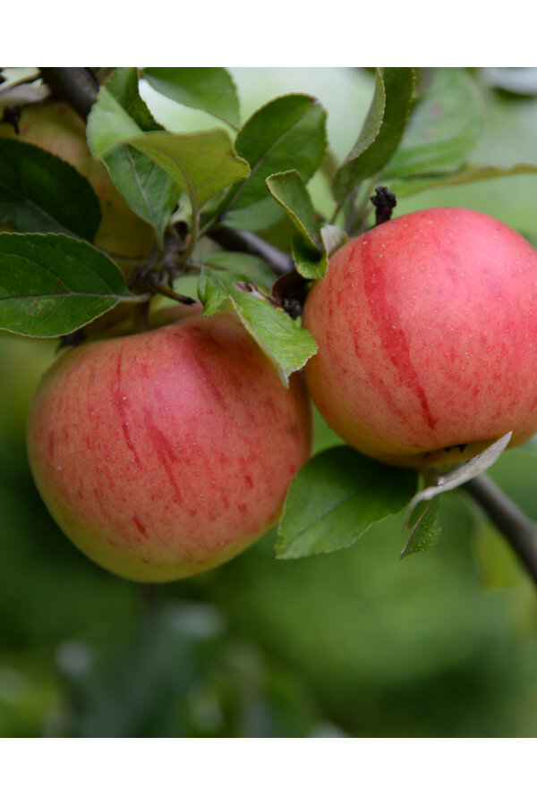 BIO Appelboom Malus Rode Boskoop