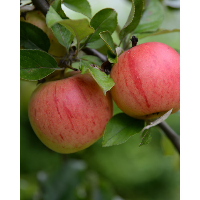 BIO Appelboom Malus Rode Boskoop