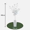 BIO Appelboom Malus Rode Boskoop