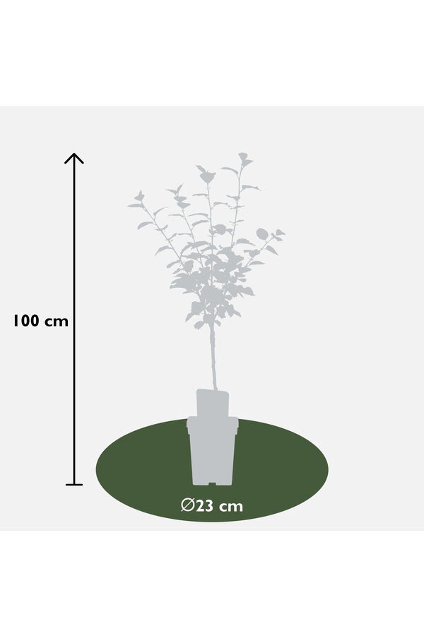 BIO Appelboom Malus Rode Boskoop