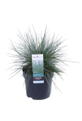 Blauw Schapengras Azura Blue®