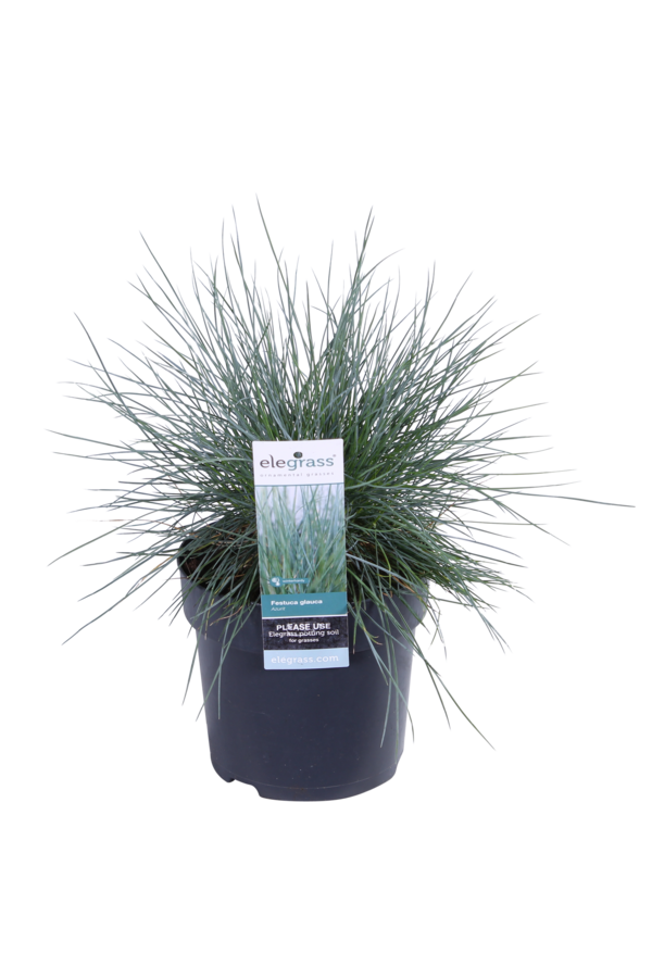 Blauw Schapengras Azura Blue®