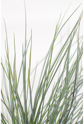 Blauw Schapengras Azura Blue®