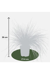 Blauw Schapengras Azura Blue®