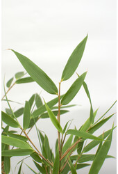 Bamboe Fargesia