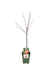 BIO Appelboom Malus Gala