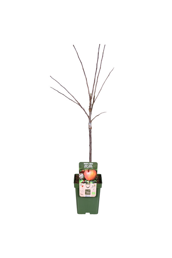 BIO Appelboom Malus Gala