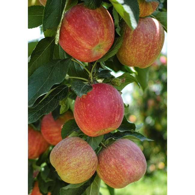 BIO Appelboom Malus Gala