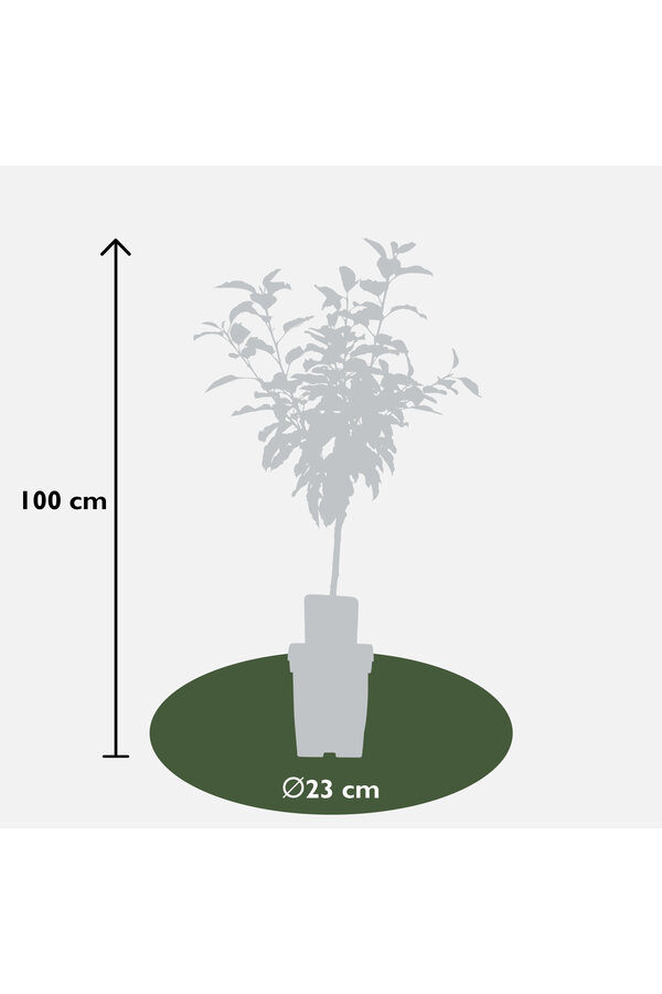 BIO Appelboom Malus Gala