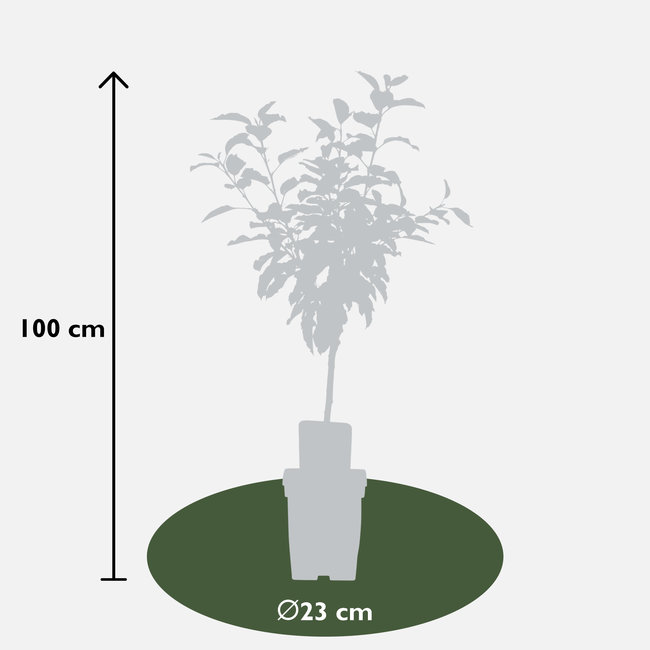 BIO Appelboom Malus Gala