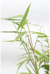 Bamboe Fargesia