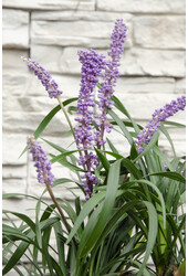 Leliegras Ingwersen