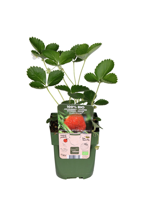 BIO Aardbei plant Ananassa Delizzimo