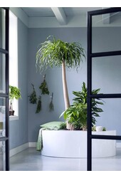 Beaucarnea Flesseboom XXXL