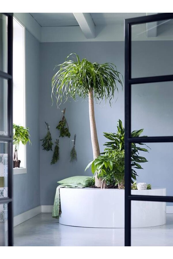 Beaucarnea Flesseboom XXXL