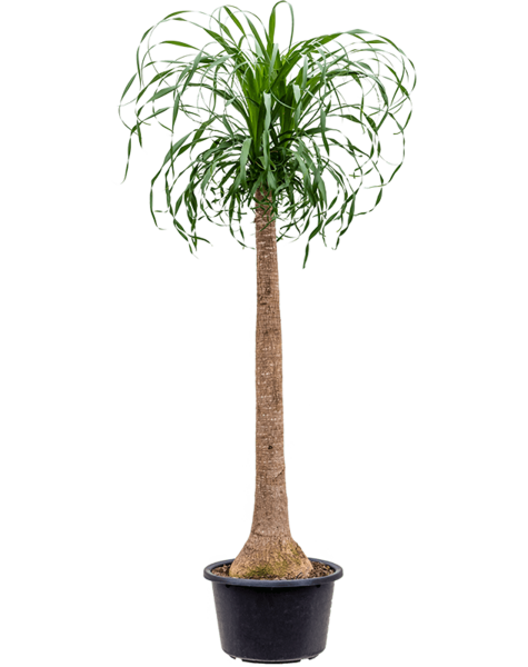 Beaucarnea