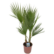 Washingtonia