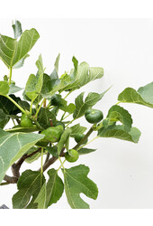 Ficus Carica Vijgenboom  XL
