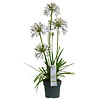 Afrikaanse Lelie Agapanthus