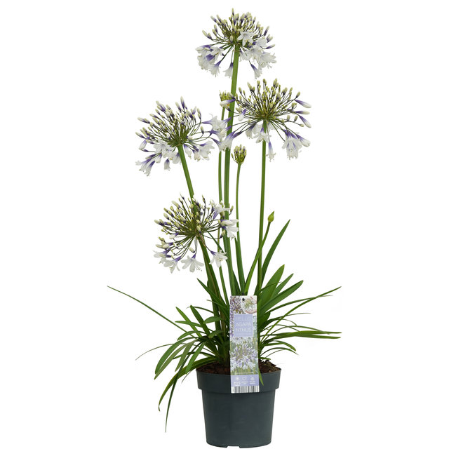 Afrikaanse Lelie Agapanthus