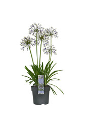 Afrikaanse Lelie Agapanthus