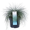 Festuca  Blauw Schapengras (Zwenkgras) Azura Blue®