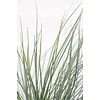 Festuca  Blauw Schapengras (Zwenkgras) Azura Blue®