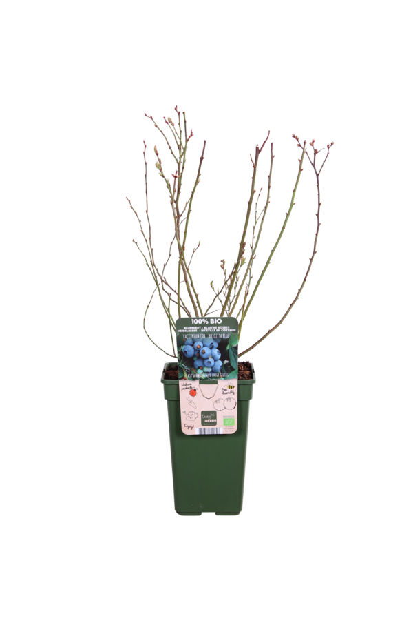 BIO Bosbes Vaccinium  Brigitta Blue