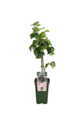 BIO Braam Rubus Bigandearly