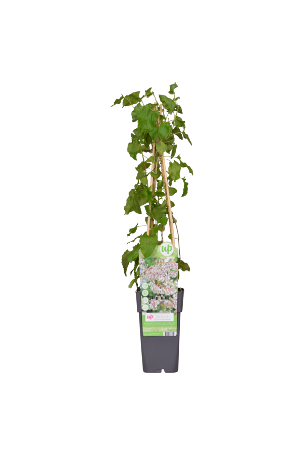Bruidssluier Fallopia Baldschuanica