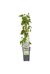 Bruidssluier Fallopia Baldschuanica