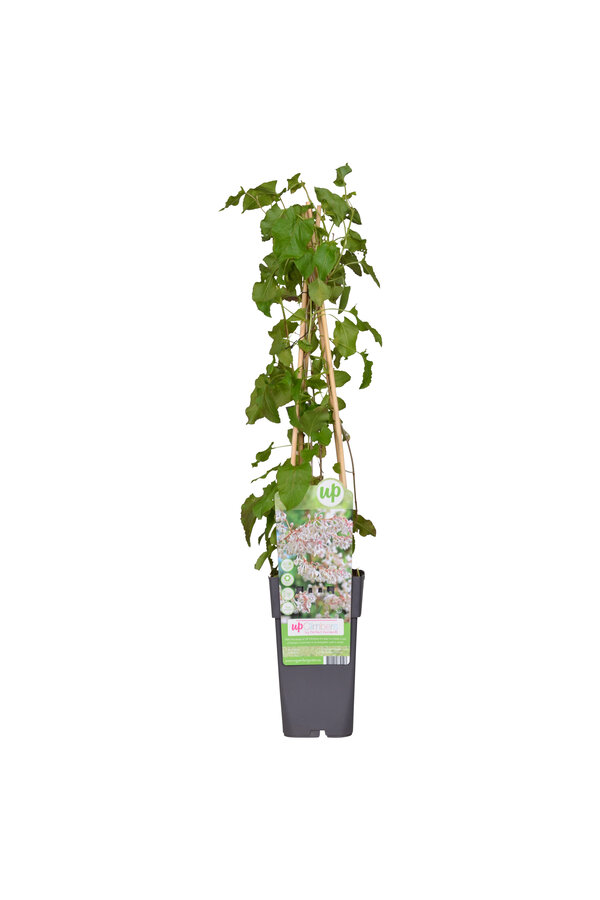 Bruidssluier Fallopia Baldschuanica