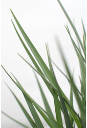Dianella Coolvista
