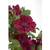 Clematis Doorbloeiende Bosrank Nubia™ XL