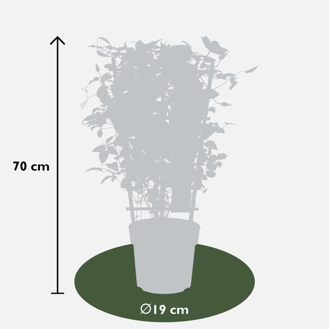 Clematis Doorbloeiende Bosrank Nubia™ XL