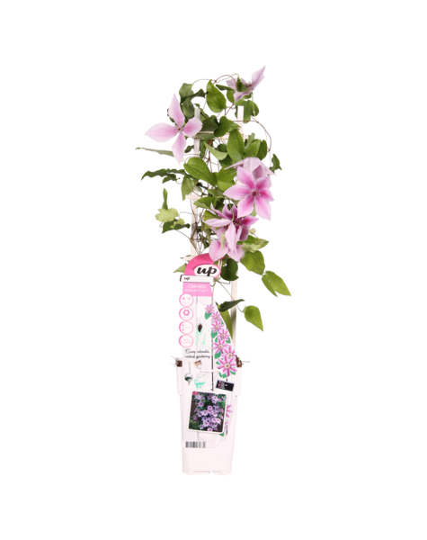 Doorbloeiende Bosrank