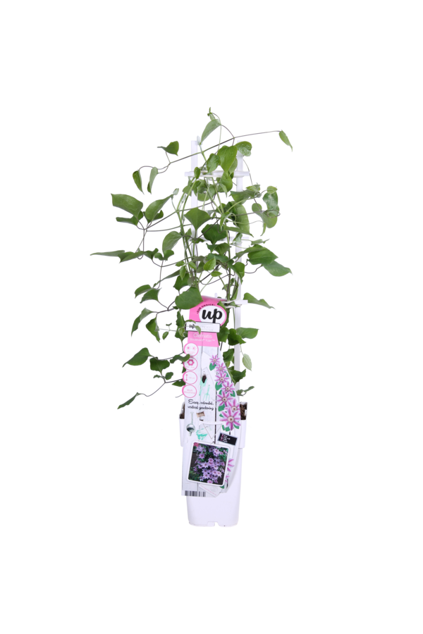 Doorbloeiende Bosrank Yuan™