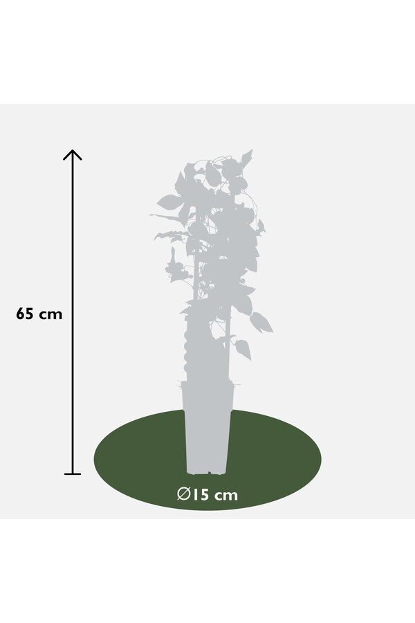 Doorbloeiende Bosrank Yuan™
