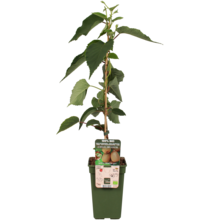 Kiwi plant