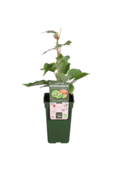 BIO Kiwi Actinidia  Jenny