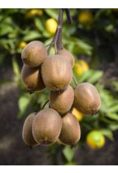 BIO Kiwi Actinidia  Jenny