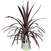 Cordyline Koolpalm Superstar