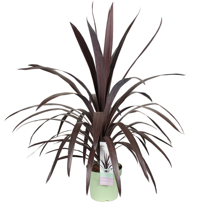 Cordyline Koolpalm Superstar