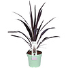 Cordyline Koolpalm Superstar